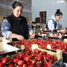 Treballadores d’una empresa de Seròs empacant les cireres recollides en caixes. - MAGDALENA ALTISENT
