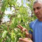 Un productor ensenyant els danys a Alcoletge i pomes destrossades en una finca de Bell-lloc. - AMADO FORROLLA