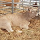 Un dels caps de bestiar presents en la passada edició de la Fira de Sant Isidre. - GRUSVAS