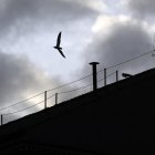Angelo Carconi / Zuma Press / ContactoPhoto