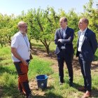 Un pèrit explica al director d’Agroseguro i al subdelegat del Govern central els treballs a les finques. - J. MARTÍNEZ