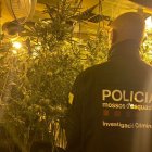 Imatge de l’interior de la plantació. - MOSSOS D’ESQUADRA