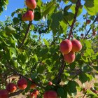 Albercocs abans de ser collits la passada campanya. - SEGRE