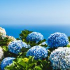 Hortensias.