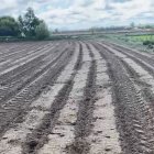 Els senglars deixen sense llavors
els camps de panís del pla de Lleida