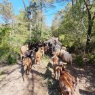 Pasturatge extensiu en una àrea controlada inclosa en el pla local de prevenció d’incendis. - EDUARD PORTA
