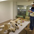 Alguns dels ossos de la sala de simulació de pràctiques i la subdirectora de Veterinària, amb les ulleres 3D. - MAGDALENA ALTISENT