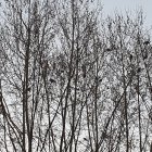 Un estol als arbres del carrer Doctora Castells