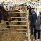Mostra de cavalls a la fira de Solsona. - CC SOLSONÈS