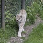 Un exemplar de linx en una imatge d'arxiu.