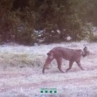 El linx captat per la càmera dels Agents Rurals en territori lleidatà.