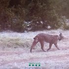 Aquesta és la imatge de Secret que van captar les càmeres de fototrampeig dels Agents Rurals. - COS D’AGENTS RURALS