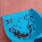 Denuncien una plaga de paneroles a la Bordeta / Pilar G B