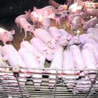 Imatge d’arxiu d’una explotació de producció porcina. - SEGRE