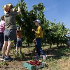 Els participants en una de la finques d’Aitona collint les cireres que es van emportar en caixes. - PAU PASCUAL