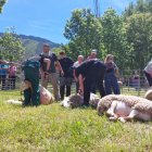 El concurs d’esquilat d’ovelles és un dels punts forts del certamen. - PARC NATURAL DE L’ALT PIRINEU