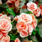 Las rosas, unas de las plantas que más se benefician de los nutrientes del poso del café.