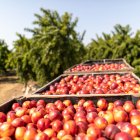 Lleida és gran proveïdor de fruita de pinyol i de llavor de Mercadona. - MERCADONA