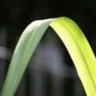 La planta que perfuma la casa y mantiene a raya los mosquitos