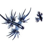 Dragón azul.