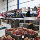 Dones treballant en l'empaquetatge de caixes de cireres en una empresa de Seròs.