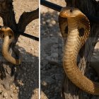 Alerta a Verdú per una fotografia falsa d’una cobra