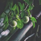 La planta que atrae a abejas y abejorros.