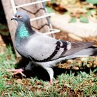 Una paloma mensajera, en una fotografía de archivo.