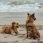 Dos perros en la playa.