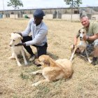 Dos treballadors del centre de Balaguer amb alguns dels animals del refugi. - MAGDALENTA ALTISENT