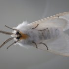Una polilla.