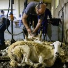Albert Perutxo, de les Esglésies, dirigeix l’última quadrilla d’esquiladors del Pirineu. - GERARD HOYAS