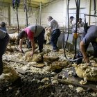 La quadrilla, en plena tasca, aquest dimecres a la paridora d’Agustí de Casa Roi de Llessui. - GERARD HOYAS
