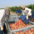 Dos temporers treballant a la campanya de la fruita de pinyol a una finca de Soses
