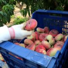 Caixa amb paraguaians en una finca de Soses. - ALBA MOR/ACN
