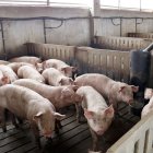 El sector productor de porcí està liderat per les granges de Lleida i d’Osca. - ACN