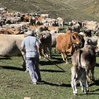 Un ramader amb el ramat de vaques a la muntanya de Llessui en una imatge d'arxiu.