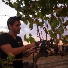 Cérvoles assoleix l'excel·lència gràcies al terrer de les parcel·les i a un acurat treball de viticultura.