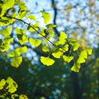 l Ginkgo biloba