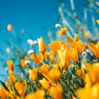 Yellow Day: ¿Por qué el 20 de junio es el día más feliz del año?
