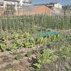 L’alta demanda ha obligat aquesta temporada a habilitar horts més petits. - LAIA PEDRÓS