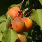 Albercocs a punt de collir en una finca d'Aitona