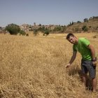 Ramon Gomà, productor de Sant Guim de la Plana, mostra els danys a la seua finca de cereal. - CARMINA MARSIÑACH