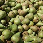 Imatge d’arxiu de pera conference collida en una finca de l’Horta de Lleida. - ACN