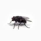 Una mosca.