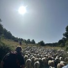 Els participants en la iniciativa fent ruta juntament amb el ramat. - J.B.