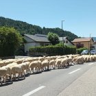 El ramat d’ovelles, ahir al seu pas per Vilaller. - TXELL CENTENO