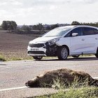 Els accidents de trànsit amb animals implicats, com aquest amb un senglar, ja suposen el 57% dels sinistres a les carreteres de Lleida.
