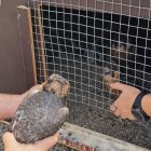 Tècnics posant una cria de falcó en una de les caixes niu que s'han instal·lat a Lleida