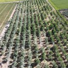 La finca de nogueres on s’ubicarà el cementiri.; Array